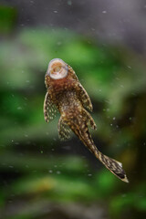 Ancistrus fish attached to the front glass of the aquarium below the water surface.
