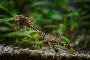 Ancistrus fish attached to the front glass of the aquarium below the water surface.
