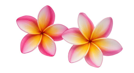 Fototapeta premium Vibrant Pink And Yellow Plumeria Flowers Isolated On Black Background