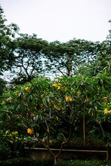 Vibrant Yellow Flowers Blooming on Lush Green Tropical Tree