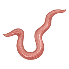 Worm Hand Drawn Vector Illustration
