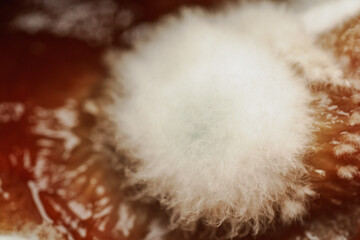 Macro detail of white mold on red tomato purée.
