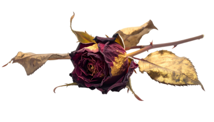 A close-up of a dried, dark red rose with fading petals and stem
