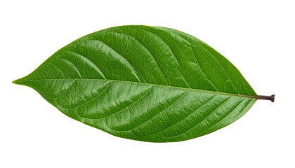 Obraz premium Close-up studio shot of a vibrant, glossy green leaf. It has prominent veins and a smooth texture. The leaf is isolated against a clean white background