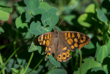 A speckled wood butterfly, Pararge aegeria, resting on an ivy leaf, showcasing the intricate patterns on its wings. Photo taken in Colmenar Viejo, Madrid, Spain