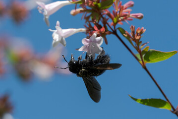 Violet carpenter bee, Xylocopa violacea, feeding on the flowers of an Abelia plant, showcasing the interaction between pollinators and plants in a natural setting. 