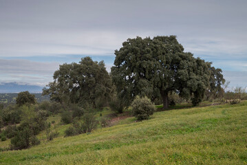 Holm oak, Quercus rotundifolia, standing prominently on a sloped terrain in Monte del Pardo, Madrid, Spain. The tree has a robust trunk and dense canopy, surrounded by low vegetation and a cloudy sky