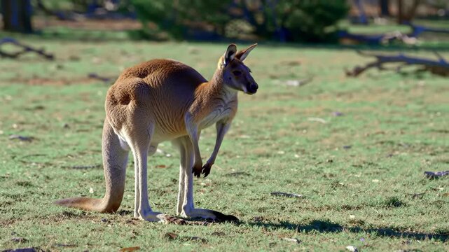 The image depicts a large kangaroo standing on a grassy field, possibly in a natural habitat environment. The animal, with its brown fur, is seemingly interacting with its leg.