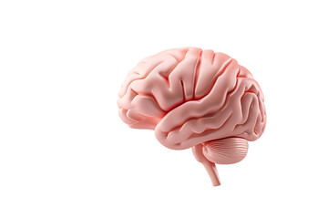 Anatomically accurate brain model offering insights into neuroscience research and medical education for cognitive function and neurological studies