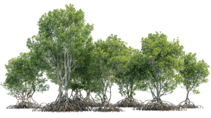 Set of Lush Green Mangrove Trees with Detailed Roots on Transparent Background