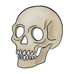 Hand-Drawn Human Skull Illustration. Watercolor style
