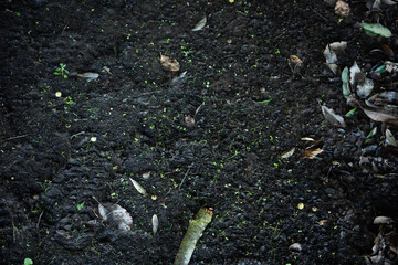 Close-Up of Mossy Ground in Woodland
