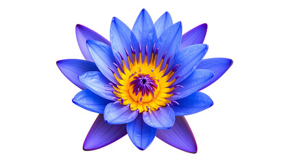 Fototapeta premium Close-up of a vibrant, blue water lily with a yellow center, petals radiating outwards