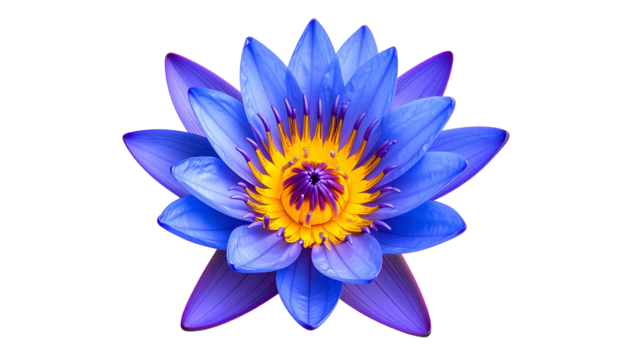 Close-up of a vibrant, blue water lily with a yellow center, petals radiating outwards