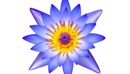 Top-down view of a vibrant, water lily with layered blue petals around a yellow center