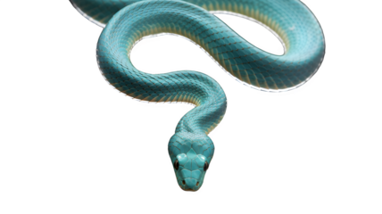 Blue snake isolated on white a venomous reptile with smooth scales ideal for wildlife education and conservation projects