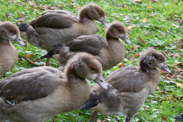Gruppe junger Nilgänse