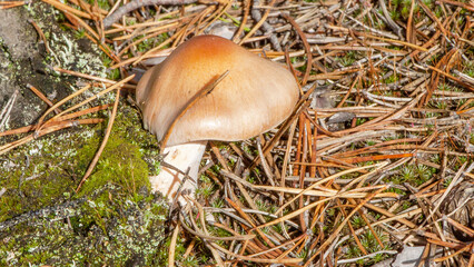 mushroom in the forest