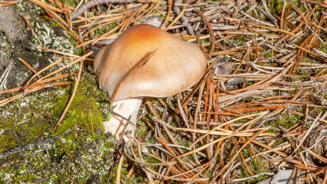 mushroom in the forest