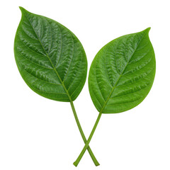 Obraz premium Two vibrant green leaves with intricate veins isolated on a plain surface isolated on transparent background