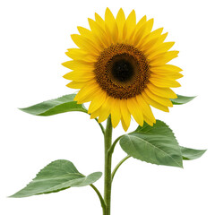 Obraz premium Vibrant sunflower blooming brightly capturing summer's essence in natural detail isolated on transparent background
