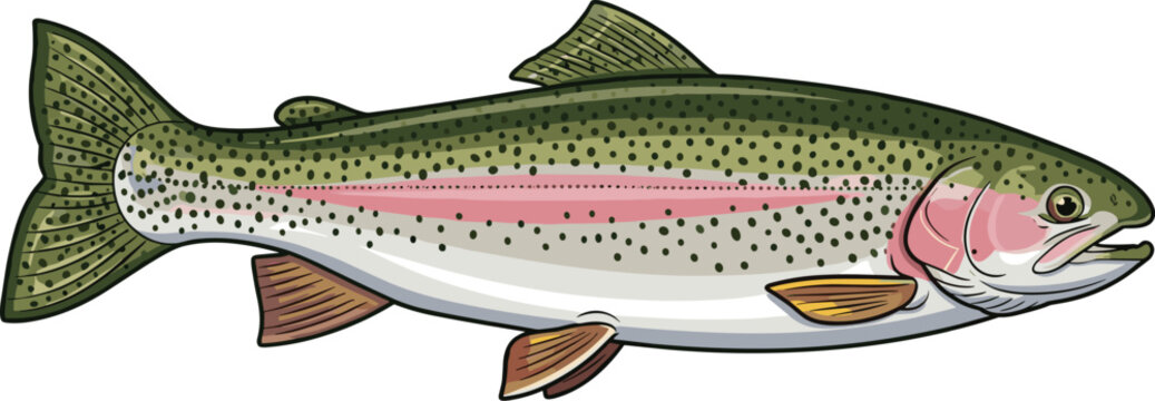 Rainbow Trout Swimming Upstream in Clear Freshwater Stream Illustration, Spot Pattern Fish, Nature Wildlife Conservation, River Ecosystem, Fishing Sport, Aquaculture, Culinary Ingredient, Salmonid, An