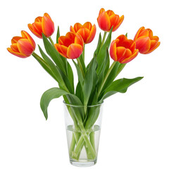 Fototapeta premium Vibrant orange tulips arrangement in a clear glass vase displayed beautifully isolated on transparent background