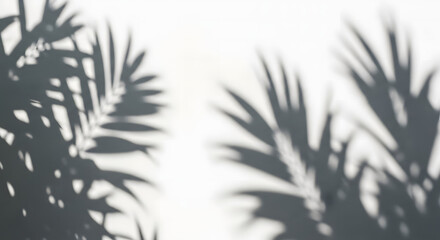 Dark shadows of palm tree leaves on a white background with natural light