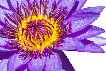 Vibrant purple lotus flower with water droplets