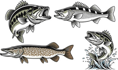 Dynamic Fish Collection in Bold Illustration Style: Bass, Walleye, and Pike Featuring Open Mouths, Swimming Action, and Aquatic Motifs for Fishing Tournaments, Wildlife Conservation, or Sport Fishing