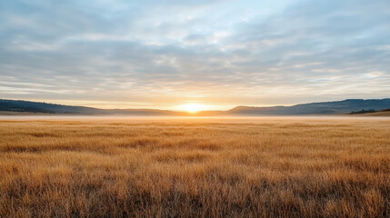 Golden field at sunrise with soft clouds creating calm and poetic atmosphere
