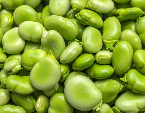 Close-up of many fresh green broad beans
