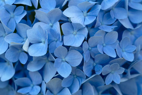close up of blue hyacinth Shows a cluster of blue hydrangea flowers, dense blooms. No people. Full-frame composition, fresh blue tone. Realistic style, background is the flowers