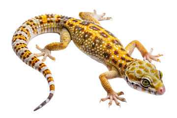 Naklejka premium Leopard gecko crawling, isolated on transparent background, a colorful reptile