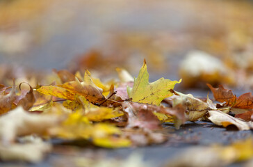 autumn leaves on a tree Displays a pile of autumn leaves in yellow and brown, no people. Full-frame composition, warm color tone. Realistic style, background is the leaves