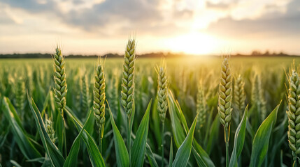 Golden hour light shining on green wheat crops creates serene atmosphere