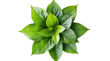 Arrangement of vibrant green leaves forming a star shape against a black background leaf plant, Png On White Background, Isolated on Transparent Background, Cut Out