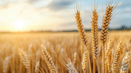 Fototapeta premium Golden wheat field glowing under sunset, peaceful harvest scene