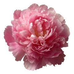 Close up of a lush pink peony flower with delicate petals against a black background bloom blossom, Png On White Background, Isolated on Transparent Background, Cut Out