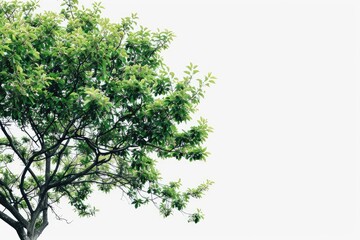 Obraz premium Tree isolated, standing, empty background. Environmental, design element use