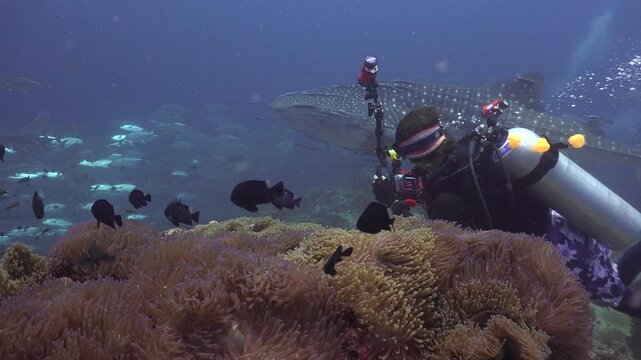 Between the camera and the whale shark (Rhincodon typus) with many remoras, a large anemone and a photographer with rubber ducks on his BCD are visible, struggling to shoot in strong current.