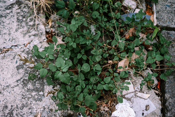 Green Weeds Growing Through Cracks in Rough Urban Concrete