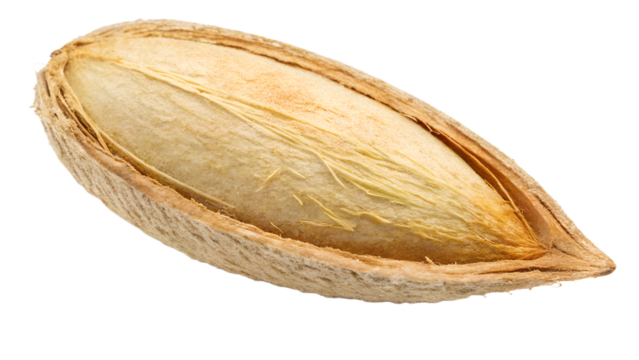 Single mango seed, rough fibrous texture and natural tan color, isolated cleanly on transparent background.