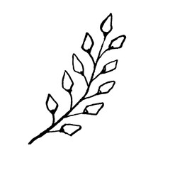 Hand drawn flower drawing. Doodle sketch vector illustration.