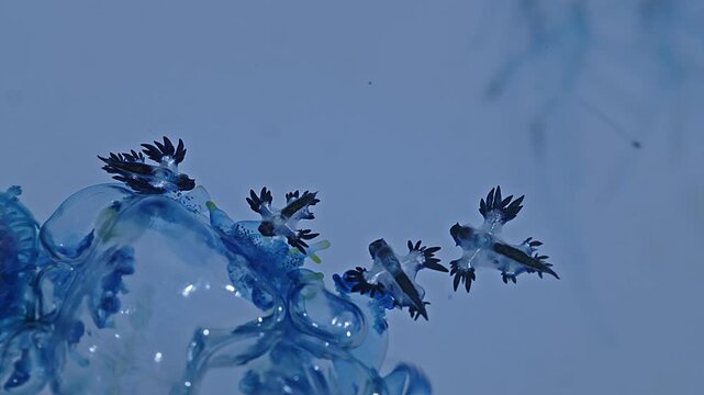 Beautiful Blue Dragons are small, shiny silver-blue creatures that look beautiful and unusual. However, they contain deadly poison from the prey they eat, such as the fire jellyfish.