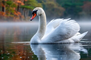 Obraz premium Elegant White Swan Gliding on Misty Autumn Lake