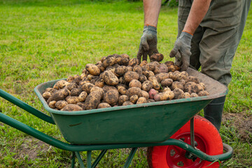 A garden wheelbarrow full of potatoes. There are a lot of potatoes in the green wheelbarrow.