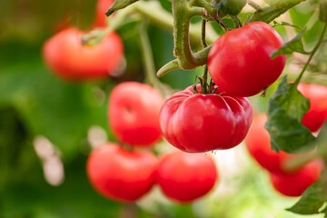 Many red tomatoes hang on a branch in a greenhouse on a green background.