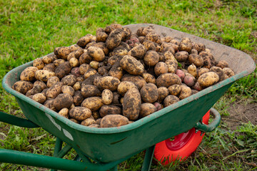 A garden wheelbarrow full of potatoes. There are a lot of potatoes in the green wheelbarrow.