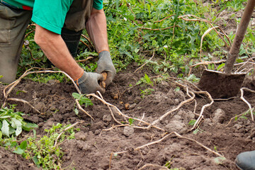 A man in a green T-shirt pulls potatoes out of the ground with his hands. Potato harvest.